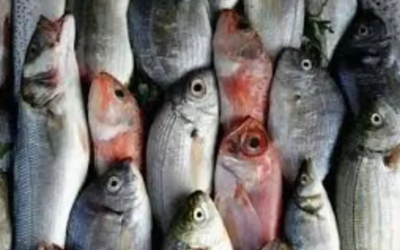 أسعار الأسماك 1-12-2025: ارتفاع البلطي وتراجع المكرونة السويسي